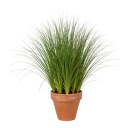 Large crabgrass