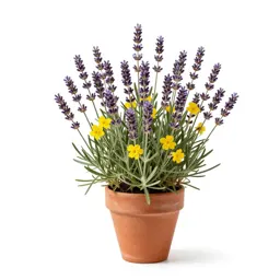 Lavender cotton