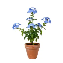 Leadwort