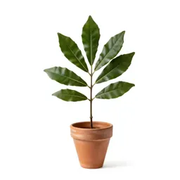 Leatherleaf