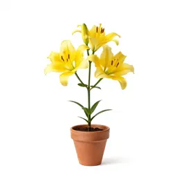 Lemon lily