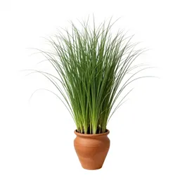 Lemongrass