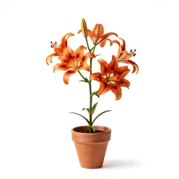 Leopard lily