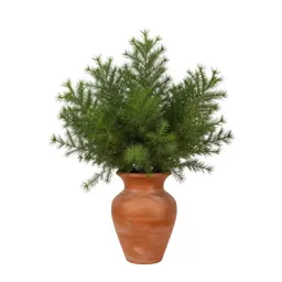 Leopard plant