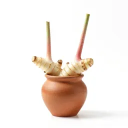 Lesser galangal