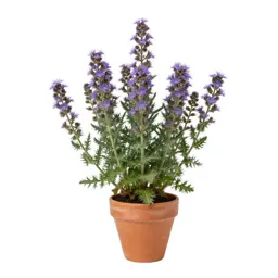 Lesser knapweed