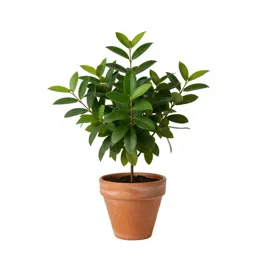 Leucothoe