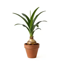 Liliaceous plant