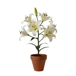 Lily