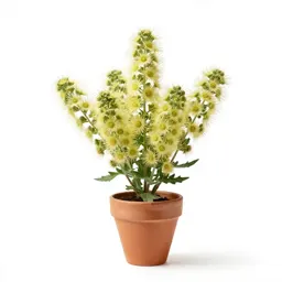 Little-head snakeweed