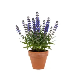 Lobelia