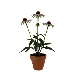 Long-head coneflower