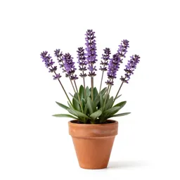 Long-spurred violet