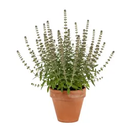 Loosestrife