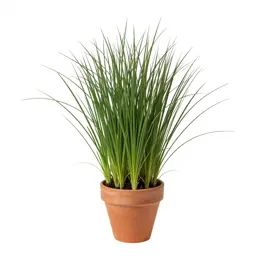 Love grass