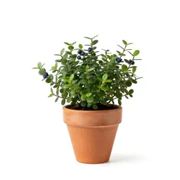 Low-bush blueberry