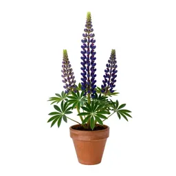 Lupine