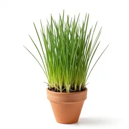 Lyme grass
