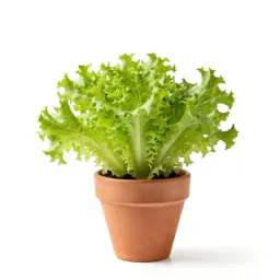 Malheur wire lettuce