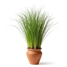 Manna grass