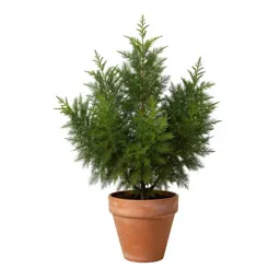 Manzanita