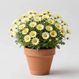 Marguerite