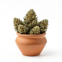 Marijuana