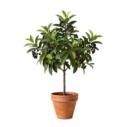 Marlberry