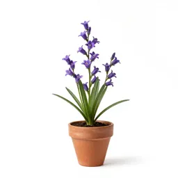 Marsh bellflower