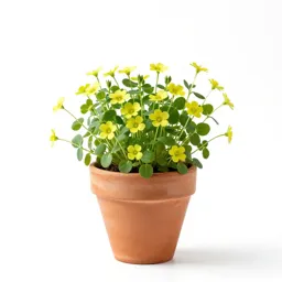 Marsh cress