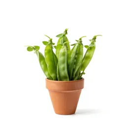 Marsh pea