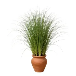 Mascarene grass