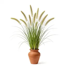 Meadow foxtail