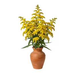 Meadow goldenrod