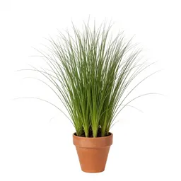 Meadowgrass
