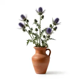 Melancholy thistle