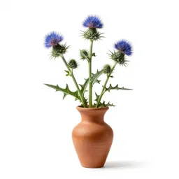 Milk thistle