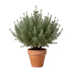 Minniebush