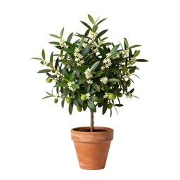 Mock privet
