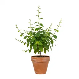 Moneywort