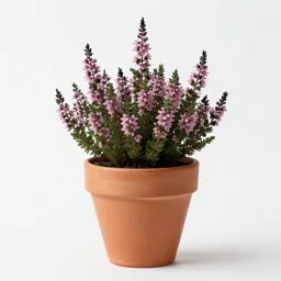 Mountain heath