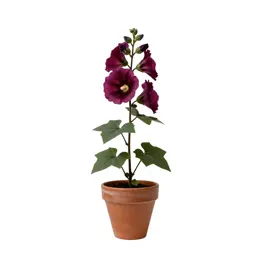 Mountain hollyhock