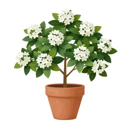 Mountain laurel