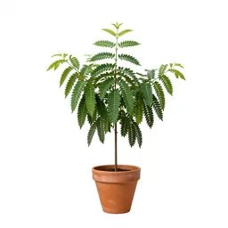 Mucuna