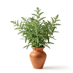 Mugwort