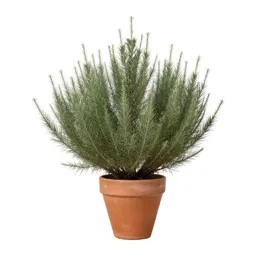 Mule fat