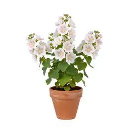 Musk mallow