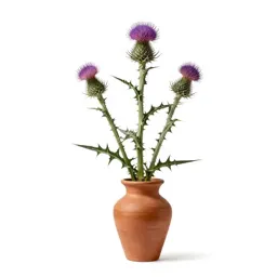 Musk thistle
