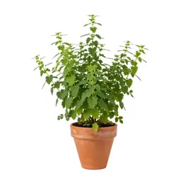 Mutisia