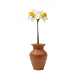 Narcissus